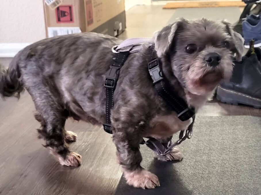 A picture of Huey with his walking gear on.